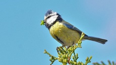 Blaumeise_mit_Futter (18).jpg